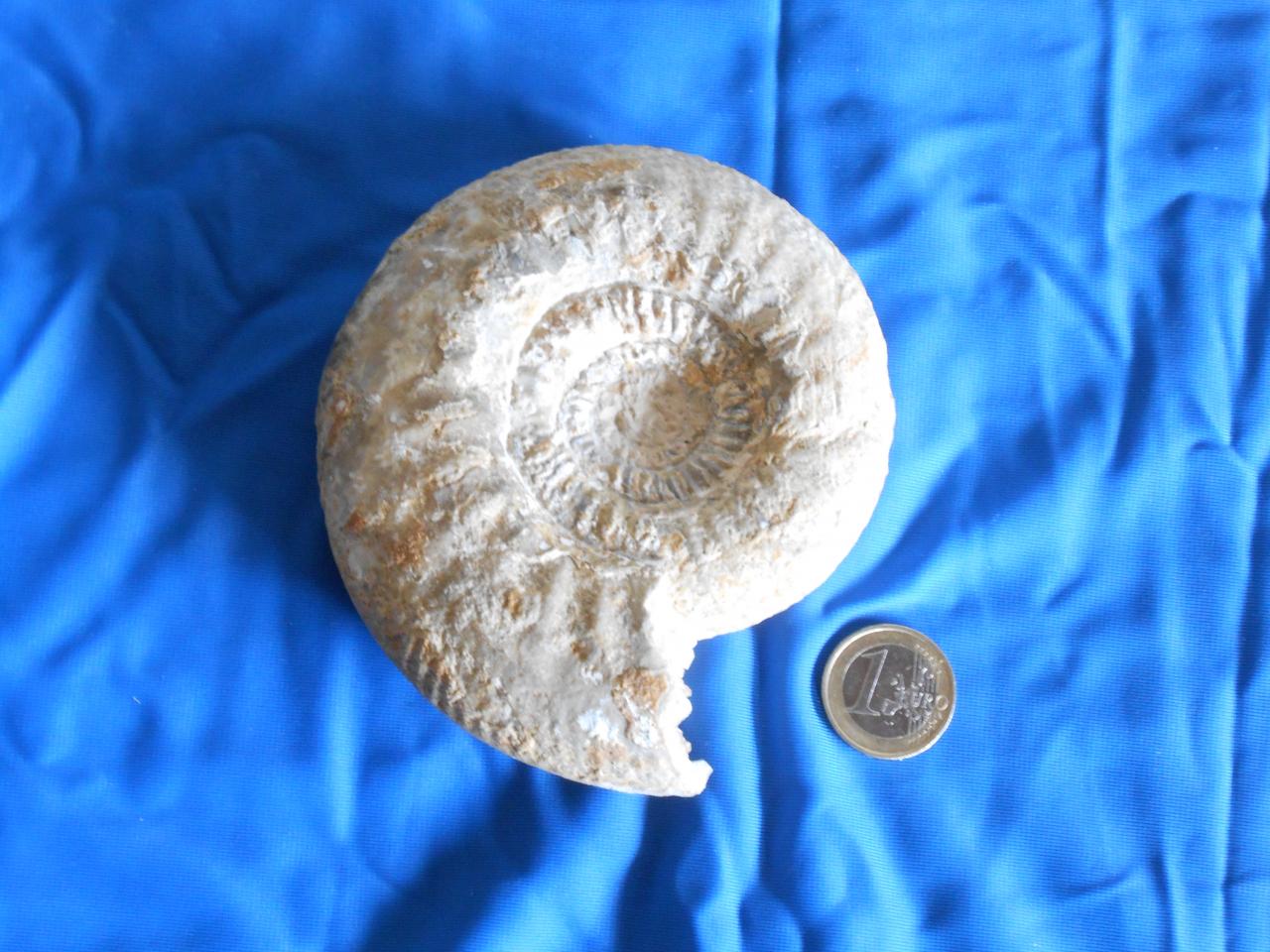 Ammonite drome (26)